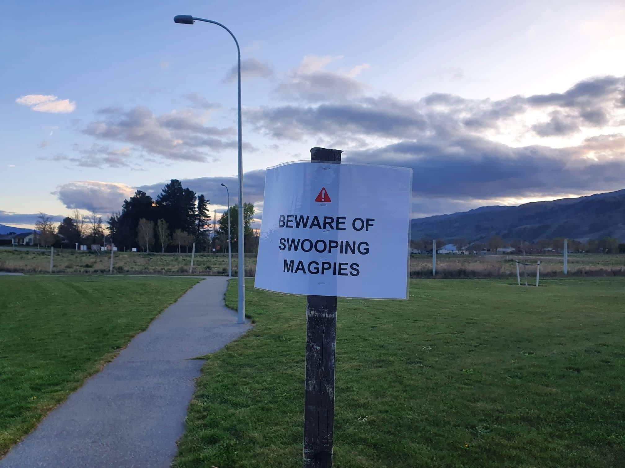 It’s magpie swooping season. Throughout New Zealand, during their July to December breeding period, magpies are defending their territory and young by swooping on animals and humans.